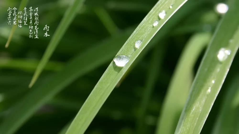 雨水 雨水
