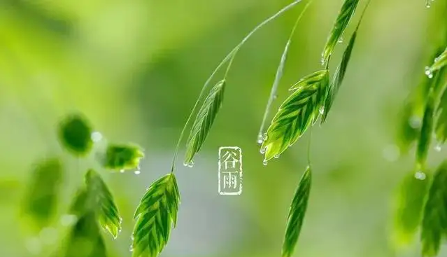 谷雨 谷雨