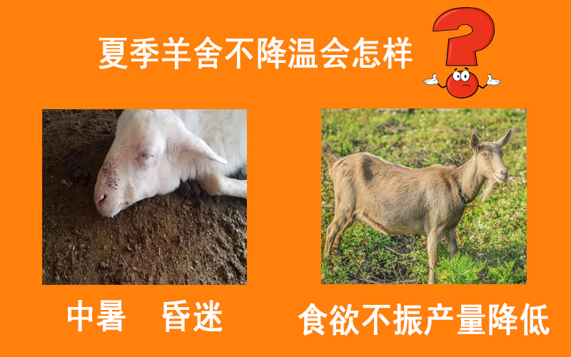 羊舍通风降温方案