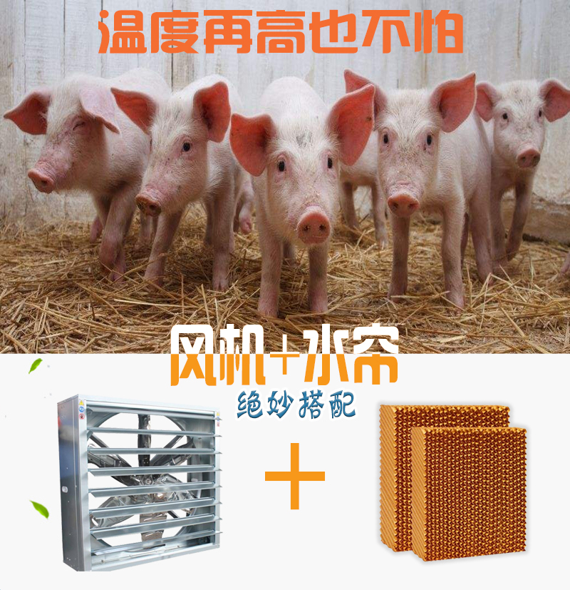 猪舍通风降温方案